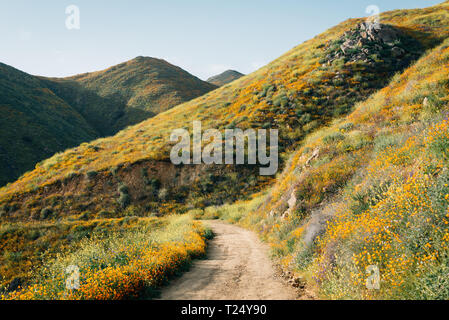 Mohnblumen entlang der Walker Canyon Trail in Lake Elsinore, Kalifornien Stockfoto