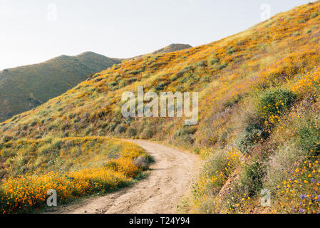Mohnblumen entlang der Walker Canyon Trail in Lake Elsinore, Kalifornien Stockfoto