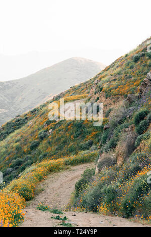 Mohnblumen entlang der Walker Canyon Trail in Lake Elsinore, Kalifornien Stockfoto