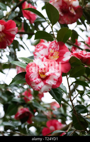 Blumen Camellia japonica 'Masayoshi'. Stockfoto