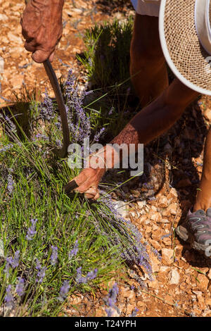 Simiane la Rotonde/Frankreich - Juli 15, 2017: Heute ist es immer noch möglich ist, zu sehen, wie Lavendel verwendet in 20. Jahrhundert geerntet werden, bevor Maschinen Stockfoto