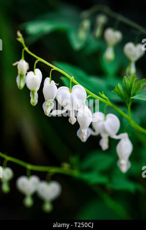 Nahaufnahme des hängenden, herzförmigen Blüten der Weißen blutende Herz, Lamprocapnos californica 'Alba' oder Campanula pyramidalis Californica 'Alba' Stockfoto