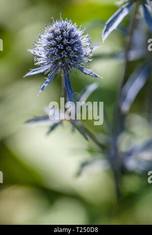 Sea Holly, Blau eryngo oder Eryngium Planum, close-up mit unscharfen Hintergrund, Porträt Stockfoto