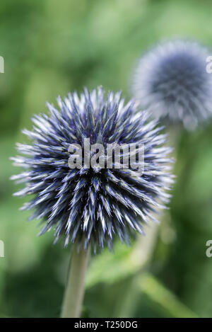 Echinops ritro südlichen Distel,, Globus Thistle 'Veitch Blau', in der Nähe von spiky Blütenkopf mit unscharfen Hintergrund, Porträt Stockfoto