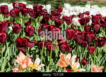 Wunderschöne tief rote Tulpen von rosa und weißen Tulpen im Frühling umgeben, Southern California Stockfoto