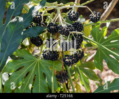 Ein Cluster von Schwarzen japanischen Aralia (fatsia japonica) Beeren Stockfoto