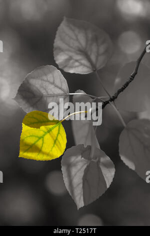 Selektive Farbe Prozess der Berg aspen Blatt im Herbst Laub, Inyo National Forest, Arizona, United States Stockfoto