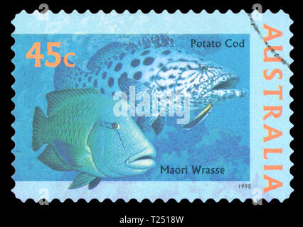 Australien - ca. 1995: einen Stempel in Australien gedruckten zeigt die Maori Wrasse", die Welt "Down Under"-Reihe, ca. 1995. Stockfoto