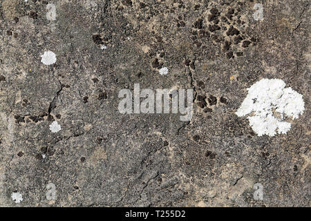 Schöne alte graue Wand mit konkreten Material. Es gibt einige Flechten, Moos und verschiedene Farben auf der Oberfläche. Interessante Textur in Nahaufnahme. Stockfoto