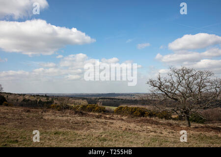 Blick über Ashdown Forest im Frühjahr an einem sonnigen Tag Stockfoto