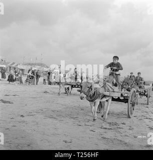 Playboy von der westlichen Welt (1962) Gary Raymond, Datum: 1961 Stockfoto