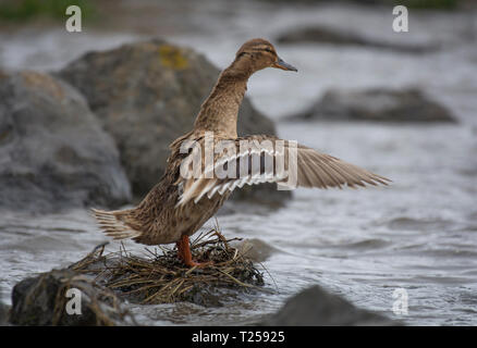 Weibliche Stockente, Anas platyrhynchos, seine Flügel, auf den Felsen am Wasser, Morecambe Bay, Lancashire, Großbritannien Stockfoto