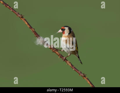 Europäische Stieglitz, Carduelis carduelis, sammeln Wolle aus dornbusch für Nesting Material, Lancashire, Großbritannien Stockfoto