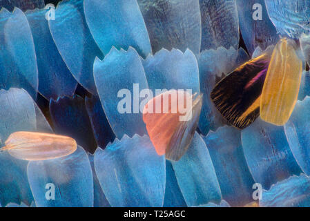 Extreme Vergrößerung - Butterfly wingm blaue Morpho (Morpho peleides) Flügel, 50:1 Vergrößerung Stockfoto