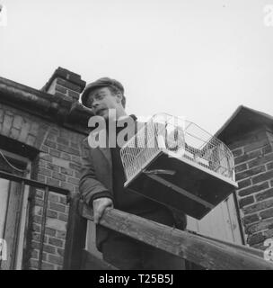 Spatzen können nicht singen (1962) Brian Murphy, Datum: 1962 Stockfoto