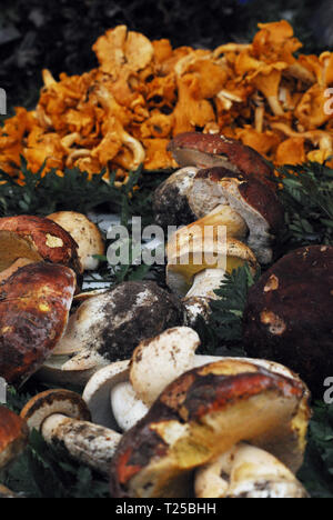 Köstliche Pilze in einer französischen Markt - Copyright 2019, Sherry Epley Stockfoto