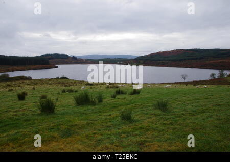 Loch Asgog. Der Loch Lomond und Cowal Weg. Halbinsel Cowal. Hochland. Schottland. Großbritannien Stockfoto