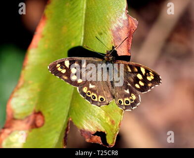 Gesprenkelte Holz Schmetterling Stockfoto