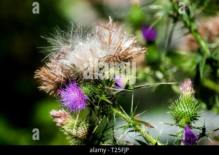 Eine schöne Farbe der blühenden Kopf Esel Thistle closeup als natürliche floral background Stockfoto