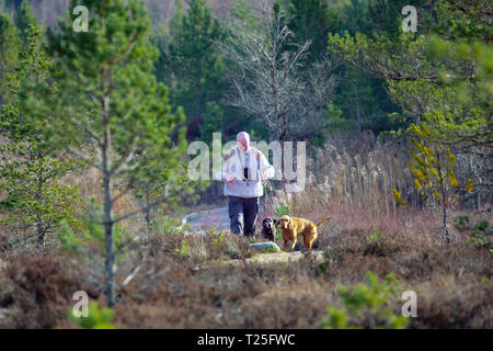 Männliche Walker, Wanderhunde bei den Uath Lochans in den schottischen Highlands, Schottland, Großbritannien Stockfoto