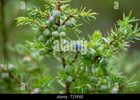 Frisches Grün und reif Wacholder Juniperus communis auf einem wilden Busch in den schottischen Highlands am Ufer des Loch en Eilein in der Nähe von Aviemore, Großbritannien Stockfoto