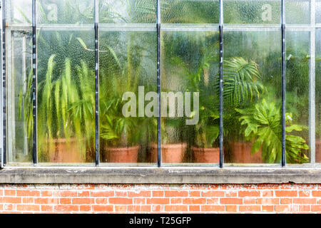 Blick von Außen von verschiedenen Arten von grünen Topfpflanzen hinter den verzerrenden Glas Wand von einem tropischen Gewächshaus auf Ziegelwänden. Stockfoto