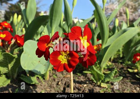 Richmond Upon Thames Surrey 2019 Stockfoto