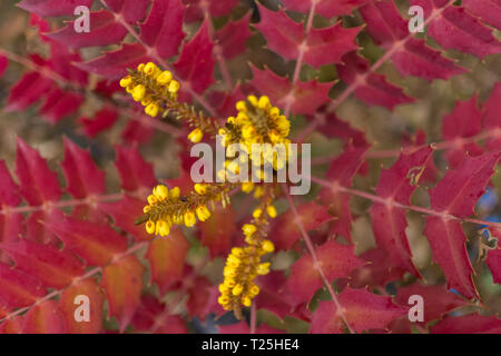 Close up im Freien von Mahonia aquifolium Pflanze, auch "Oregon grape, berberidaceae Familie. Gruppe von gelben Blumen unter roten und grünen stacheligen l Stockfoto