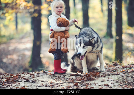 Aktivitäten und aktive Erholung. Kind Spiel mit Husky und Teddybär auf frische Luft im Freien. Kleines Mädchen mit Hund im Herbst Wald. Red Riding Hood mit Wolf Stockfoto