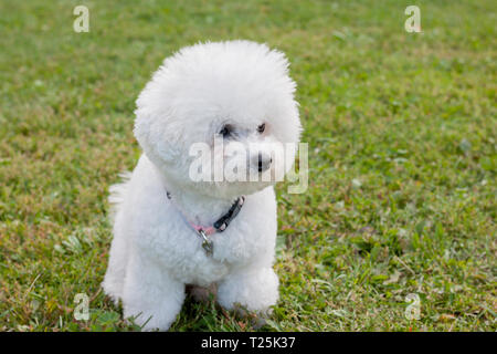 Cute Bichon Frise sitzt auf einer Frühlingswiese. Reinrassigen Hund. Heimtiere. Stockfoto