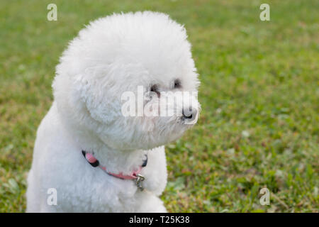 Cute Bichon Frise hautnah. Reinrassigen Hund. Heimtiere. Stockfoto