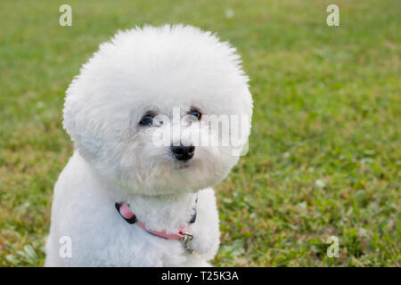 Cute Bichon Frise schaut in die Kamera. Heimtiere. Reinrassigen Hund. Stockfoto