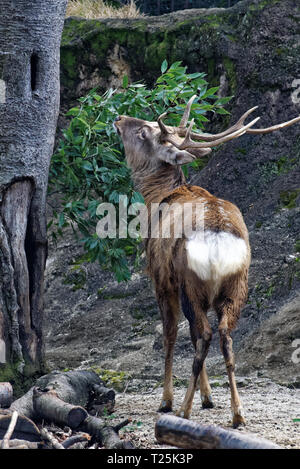 Yezo sika Hirsch (Cervus Nippon yesoensis ) ist einer von vielen Unterarten der Sika Deer. Stockfoto