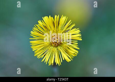 Gelbe Tussilago farfara Blüte gegen eine isolierte Hintergrund. Stockfoto
