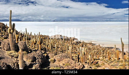 Blick von der Isla Incahuasi über Salzsee Uyuni (Bolivien) Stockfoto