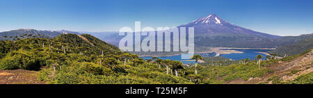 Vulkan Llaima im Nationalpark Conguillio (Chile) - Panoramaaussicht Stockfoto