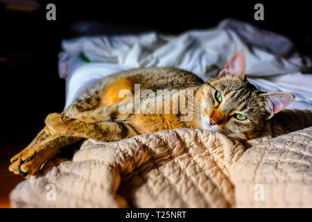 Katze ruht in einem Bett. Stockfoto