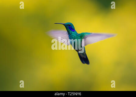 Weniger Violetear schweben vor einem gelben Hintergrund Stockfoto