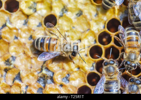 Fleißige Bienen auf Wabe in Bienenhaus Stockfoto