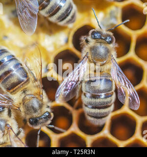 Fleißige Bienen auf Wabe in Bienenhaus Stockfoto