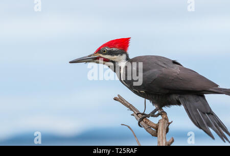 Ein Pileated Woodpecker' Dryocopus pileatus' auf eine Niederlassung in British Columbia Kanada thront, in eine Pause, bevor sie nach Essen suchen. Stockfoto