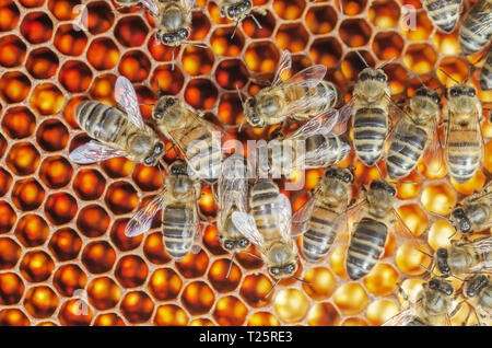 Fleißige Bienen auf Wabe in Bienenhaus Stockfoto