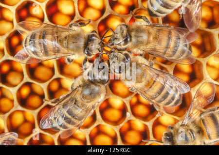 Fleißige Bienen auf Wabe in Bienenhaus Stockfoto