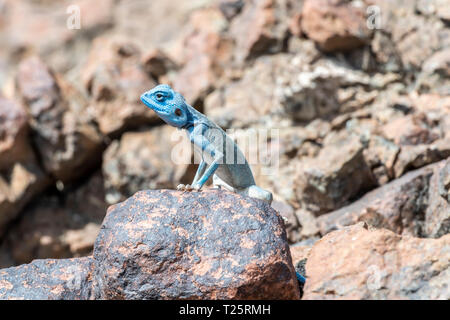 Sinai Agama (Pseudotrapelus sinaitus) mit seiner himmelblauen Färbung in seinem felsigen Lebensraum, der in den Bergen gefunden wird Stockfoto