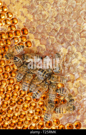 Fleißige Bienen auf Wabe in Bienenhaus Stockfoto