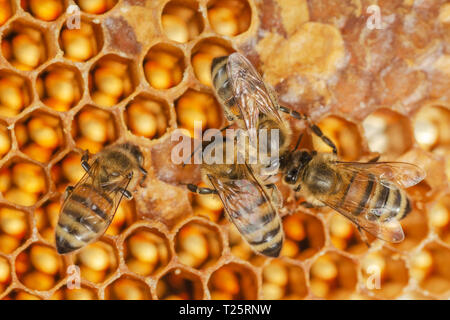 Fleißige Bienen auf Wabe in Bienenhaus Stockfoto