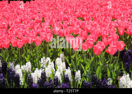 Bereich der Rosa schöne Tulpen hautnah. Frühling im Keukenhof flower garden, Niederlande Stockfoto