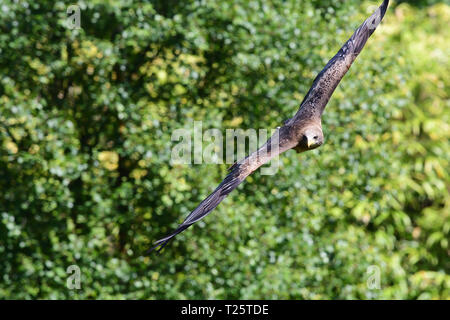 Nahaufnahme eines schwarzer Milan (MILVUS MIGRANS) fliegen während einer Falknerei Demonstration Stockfoto