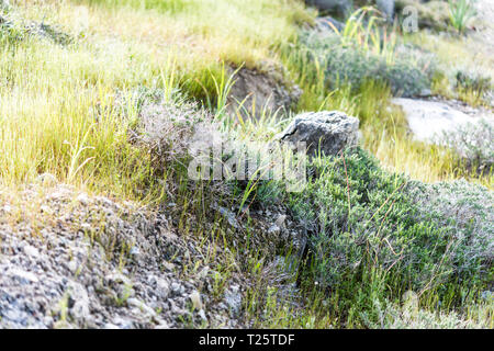 Mediterranen Wald im frühen Morgennebel - grünes Gras schöne Blumen - Geheimnisvolle und echte Natura 2000 geschützt wilde Gegend in Zypern Stockfoto