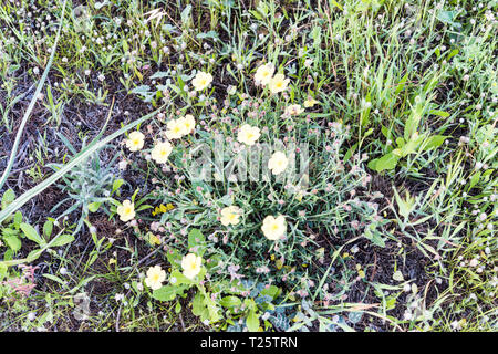 Mediterranen Wald im frühen Morgennebel - grünes Gras schöne Blumen - Geheimnisvolle und echte Natura 2000 geschützt wilde Gegend in Zypern Stockfoto